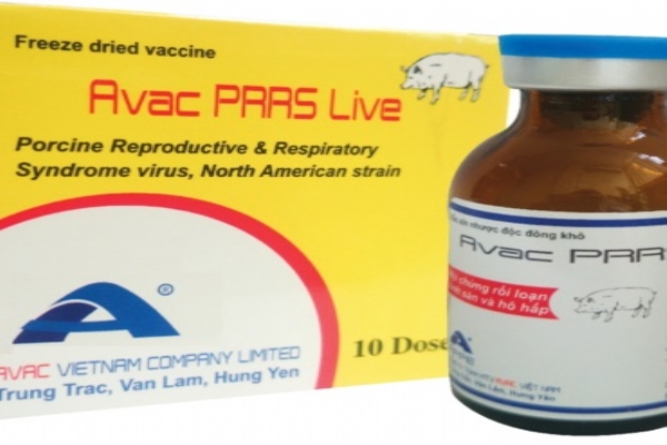 AVAC PRRS LIVE